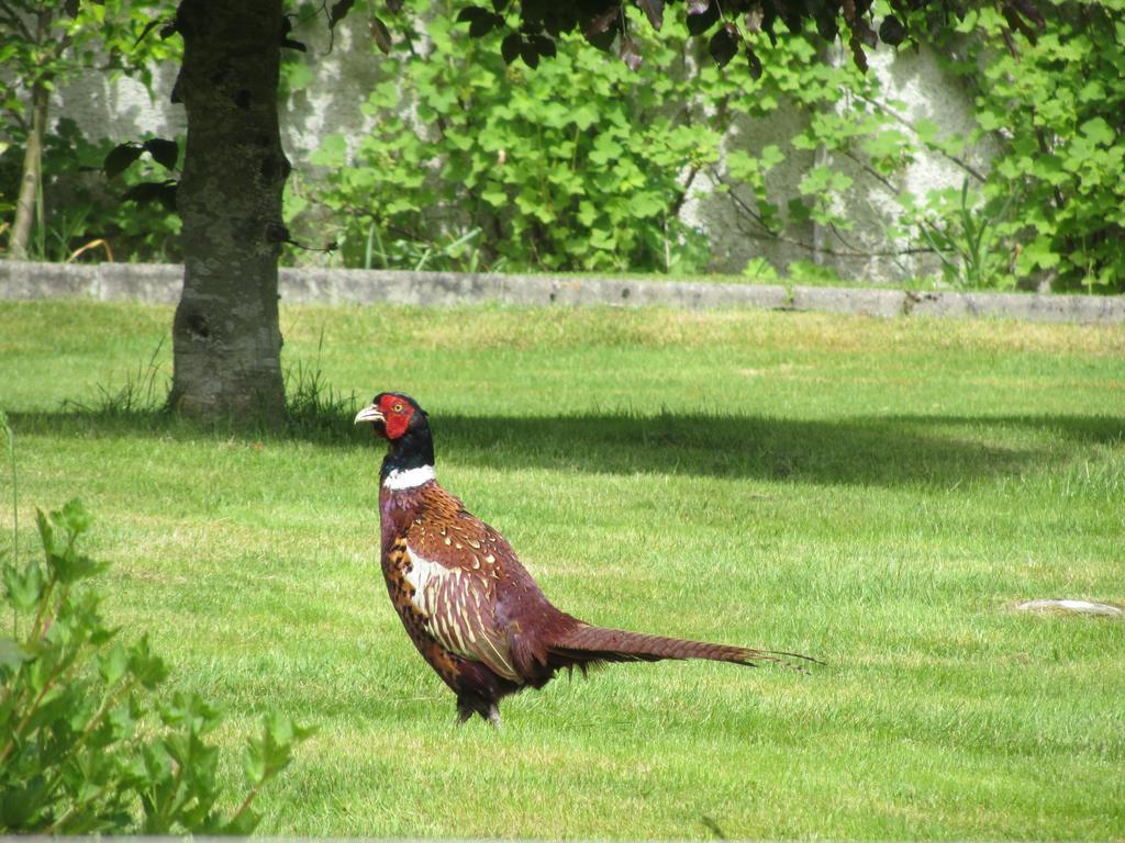 Rossmor Bed & Breakfast Grantown-on-Spey Exteriör bild